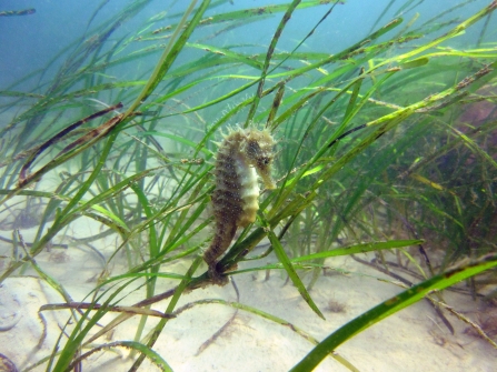 Seahorse in seagrass