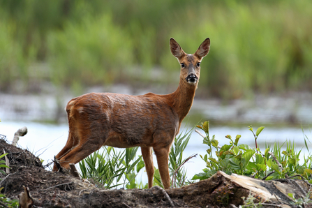 Roe deer at Fleet Pond