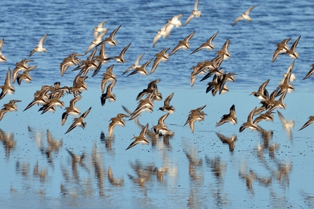 Dunlin in flight