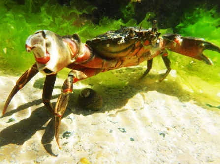 Crab in rockpool