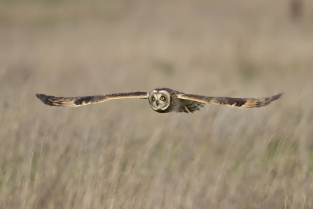 Short eared owl © John Hilton