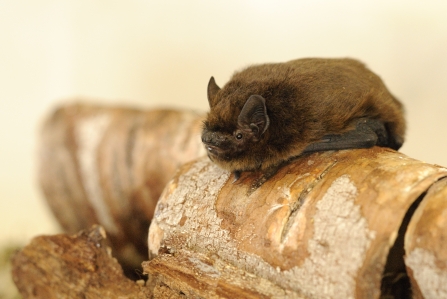 Pippistrelle bat