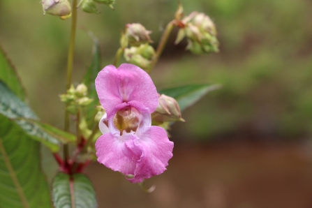 Himalayan balsam