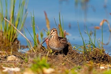 Snipe at Blashford Lakes nature reserve
