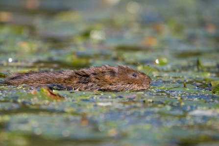 Water vole swimming