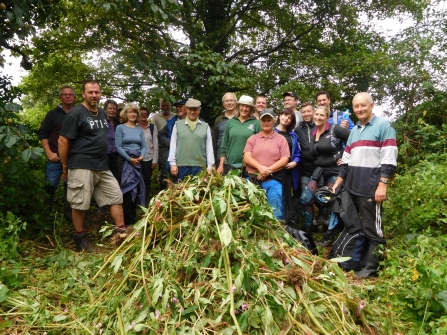 Volunteer work party pulling Himalayan balsam