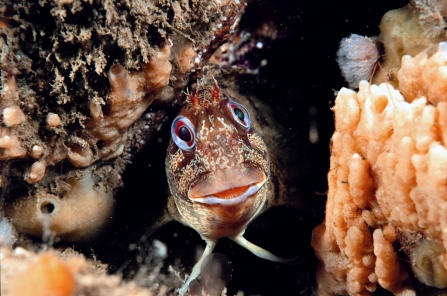 Tompot blenny