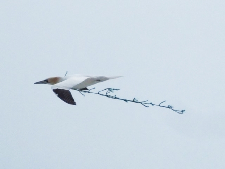 Gannet caught in a plastic fishing net off the Isle of Wight coast