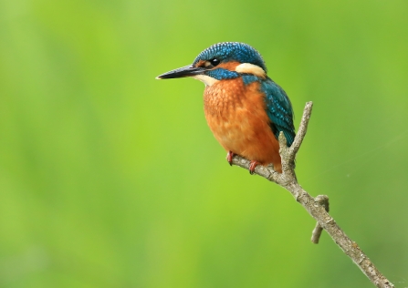 Kingfisher on a branch