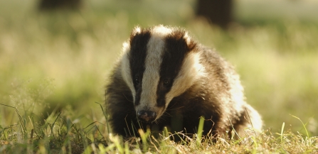 Badger