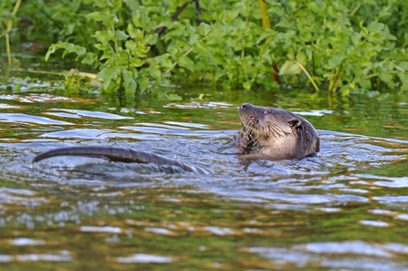 Otter © Andy Rouse/2020VISION