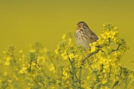 Corn bunting singing in oilseed rape crop