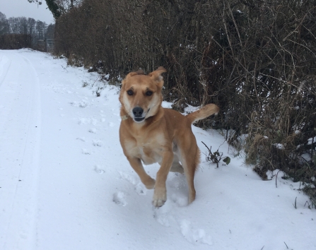 Dog in the snow