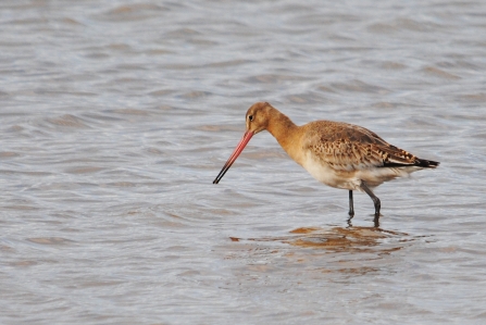 Black-tailed godwit