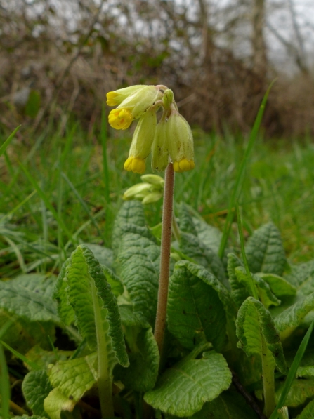 Cowslip at Blashford Lakes nature reserve