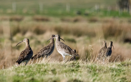 Curlew at Bucklers Hard, New Forest 