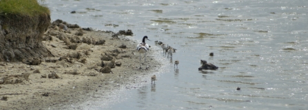 Avocets breeding at Farlington Marshes for the first time