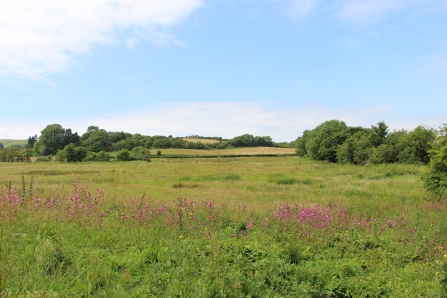 Land at IoW Donkey Sanctuary, restored as part of Down to the Coast