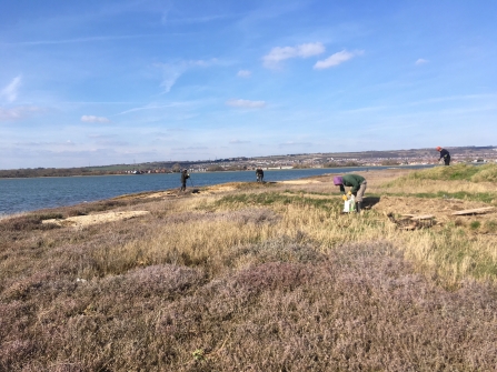 Volunteers working to create habitat for terns