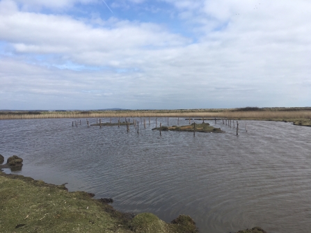 Predator-proof Islands at Farlington Marshes