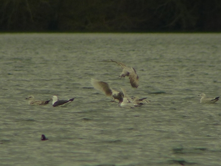 Iceland gull at Blashford Lakes nature reserve