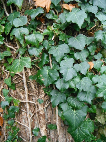 Ivy on a tree