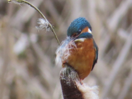 Kingfisher collecting reedmace seeds 