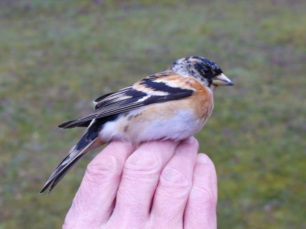 Male brambling in the hand at Blashford Lakes 