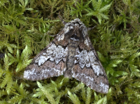 Oak beauty mothOak beauty moth at Blashford Lakes nature reserve