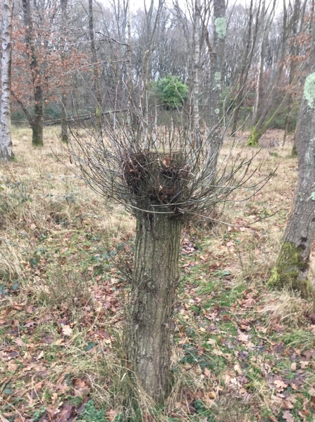 Pollarded oak tree 