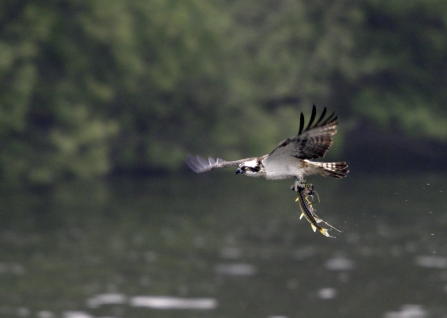 Osprey with fish