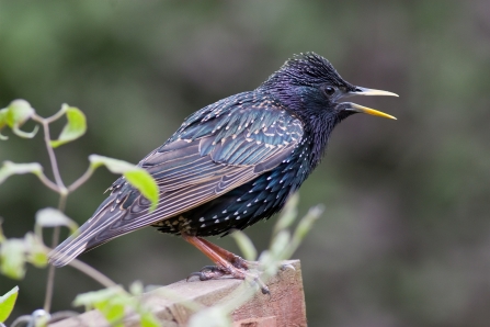 Starling