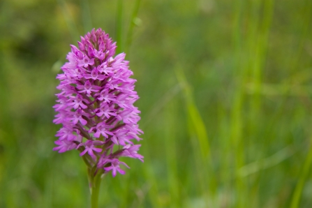 Pyramidal orchid