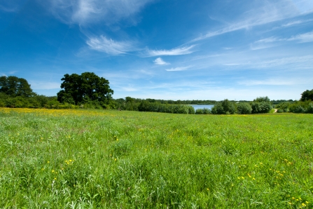 Testwood Lakes meadow in summer