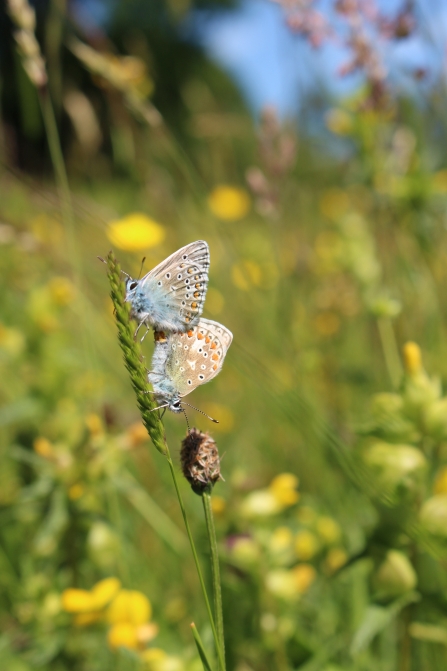 Common blue butterflies mating