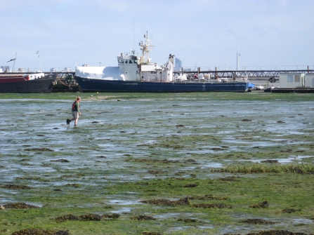 Surveying for seagrass on the Solent coast