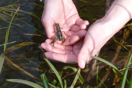 Release of juvenile crayfish