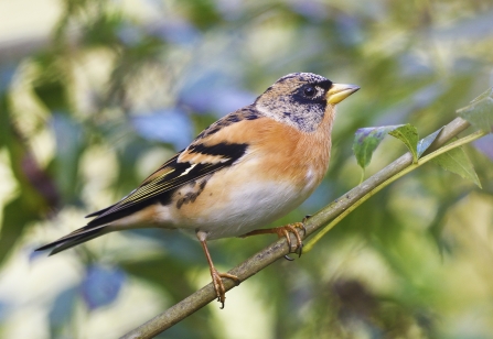 Brambling at Blashford Lakes nature reserve