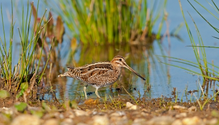 Snipe at Blashford Lakes