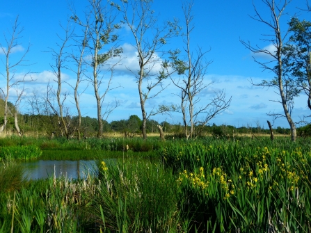 Fishlake Meadows in summer 