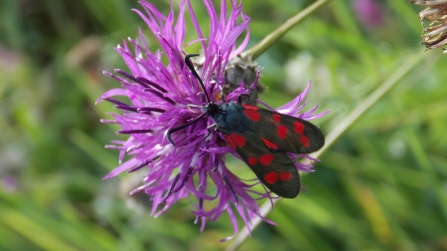 St Lawrence Field six spotted burnet moth