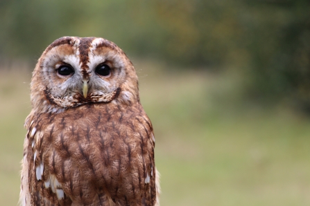 Tawny owl as part of a raptor display at Blashford Lakes