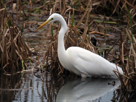 Walter the great white egret at Blashford Lakes