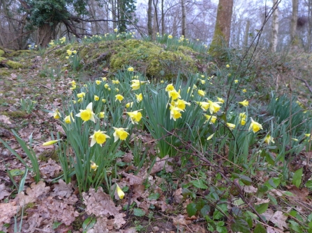 Wild daffodils at Blashford Lakes nature reserve 