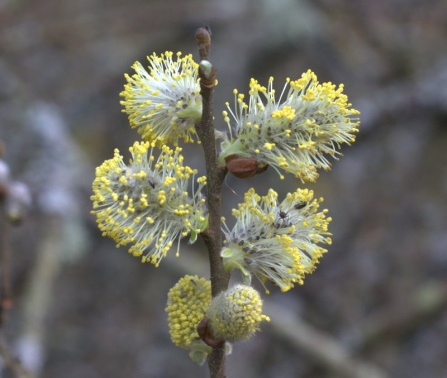 Willow catkins at Blashford Lakes 