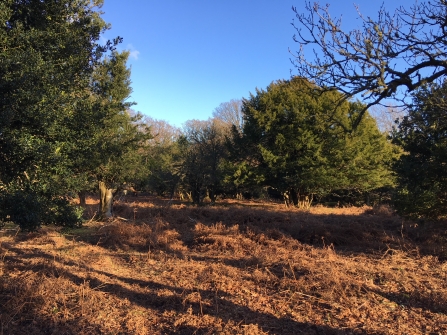 Wood pasture in the New Forest 