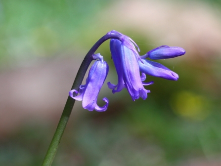 Native bluebell at Blashford Lakes