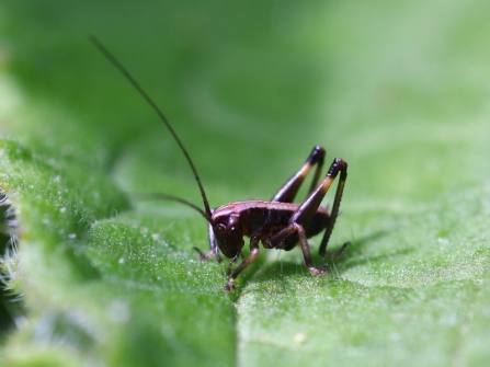 Dark bush cricket nymph at Blashford Lakes