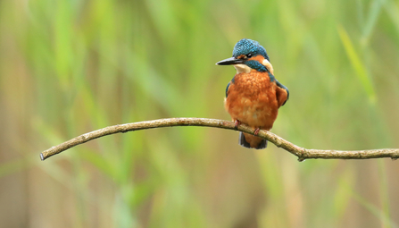 Kingfisher © Jon Hawkins, SurreyHillsPhotography