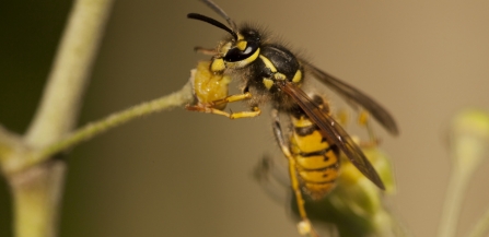 Wasp on ivy flower